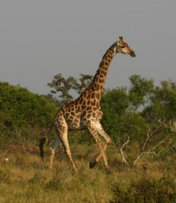 Giraffe Ngala