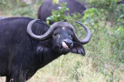 Buffalo Ngala