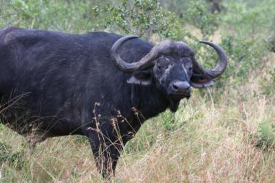 Buffalo Ngala