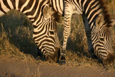Zebras Londolozi