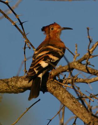 Hoopoe Londolozi