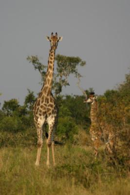 Giraffes Ngala