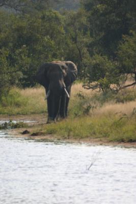 Male Elephant Ngala