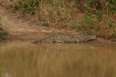 Crocodile Ngala