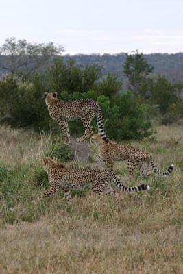 Cheetahs Londolozi