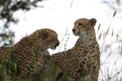 Cheetahs Londolozi
