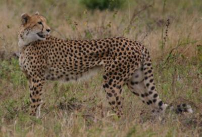 Cheetah Londolozi
