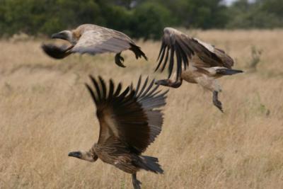 Vultures Ngala