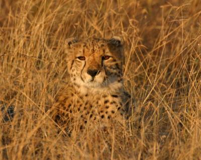 Cheetah Ngala (2)