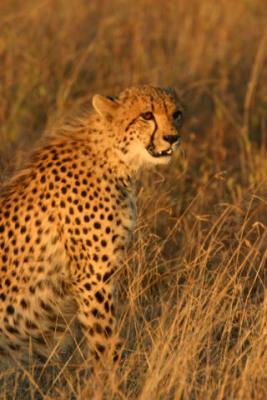 Cheetah Ngala