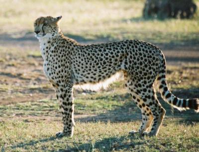 Cheetah Phinda