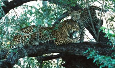 Leopard Mother and Cub Londolozi