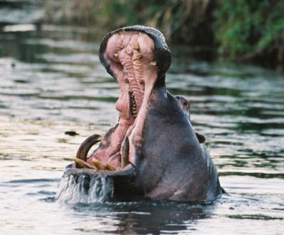 Hippo Phinda