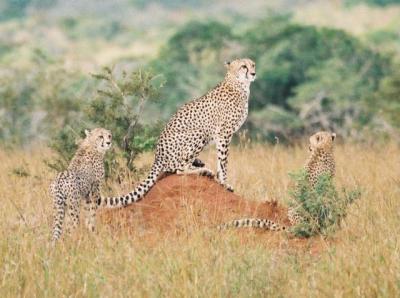 Cheetahs Phinda (2)