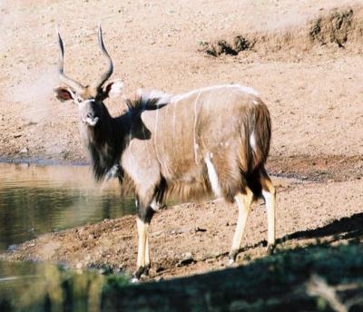 Nyala Phinda