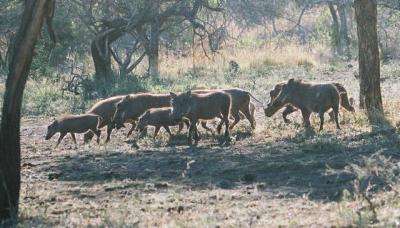 Warthogs Phinda