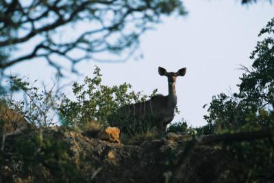 Nyala Phinda