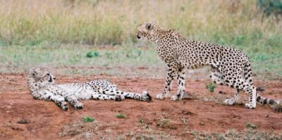 Cheetahs Phinda