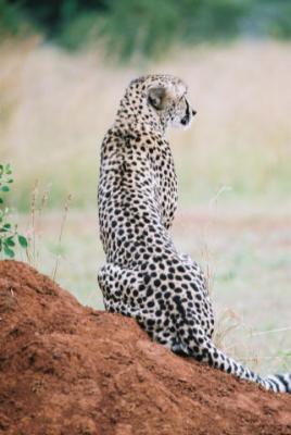 Cheetah Phinda