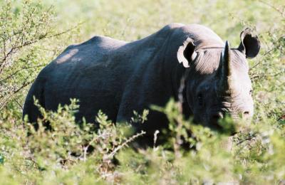 Black Rhino Phinda