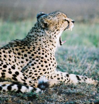 Cheetah Phinda (2)