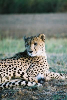 Cheetah Phinda