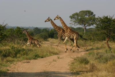 Giraffes Ngala
