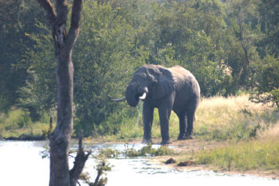 Male Elephant Ngala