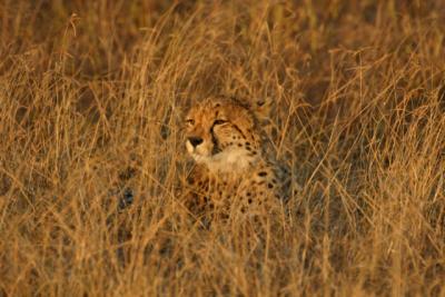 Cheetah Ngala