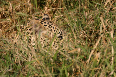 Leopard Ngala