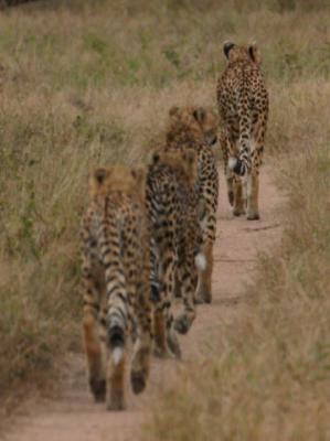 Cheetahs Londolozi (3)