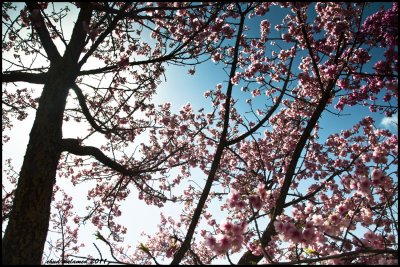 Japanese cherry blossom
