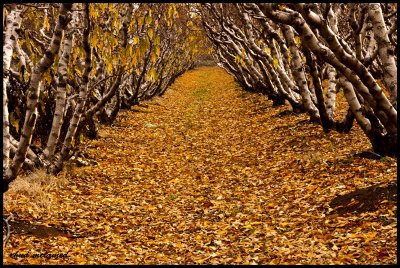 Fall in Israel