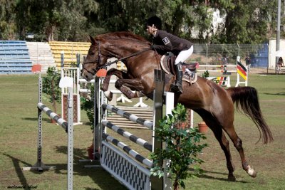 Horse's championship in jumping