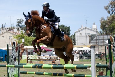 Horse's championship in jumping