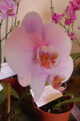 EXPOSICIN DE ORQUDEAS EN EL MUSEO DEL RISCO EN PLAZA SAN JACINTO, SAN NGEL