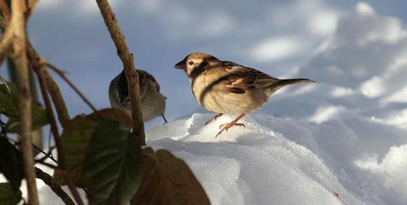 Haussperlinge/ House Sparrows