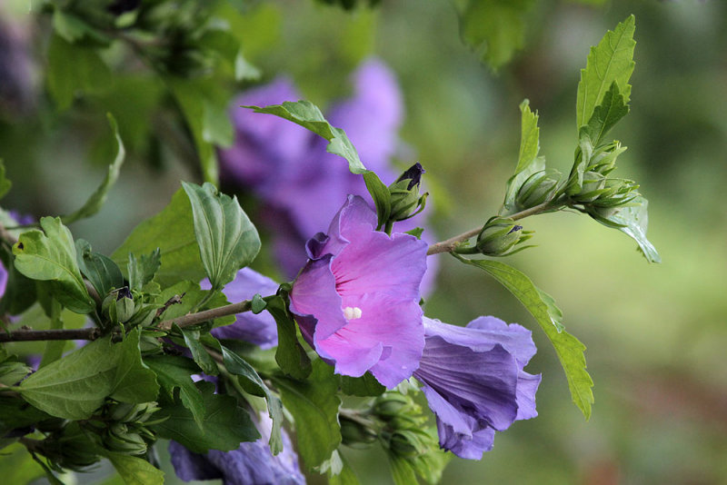 Hibiscus