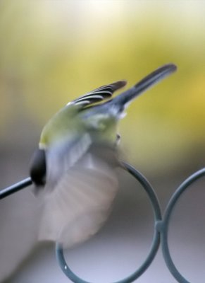 Kohlmeise/ Great Tit