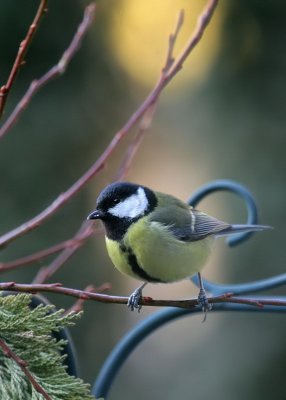 Kohlmeise/ Great Tit