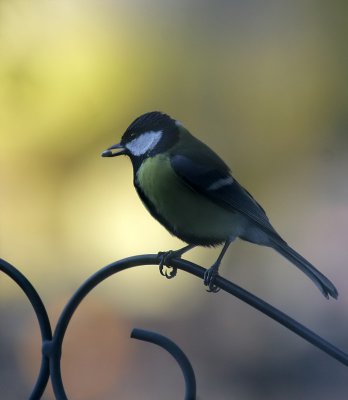 Kohlmeise/ Great Tit