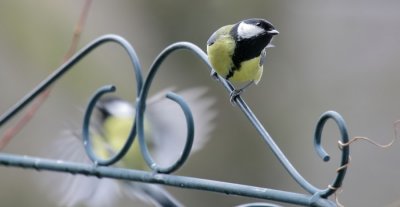 Kohlmeise/ Great Tit