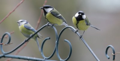 Kohlmeise/ Great Tit and Blaumeise/Blue Tit