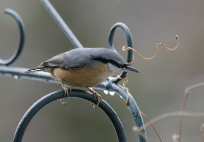 Kleiber / Eurasian Nuthatch