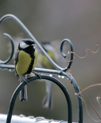 Kohlmeisen / Great Tit