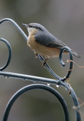 Kleiber / Eurasian Nuthatch