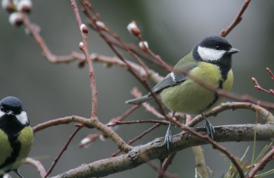 Kohlmeisen / Great Tit