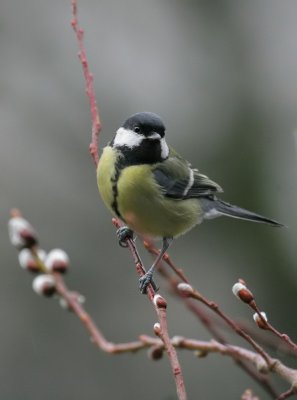 Kohlmeisen / Great Tit