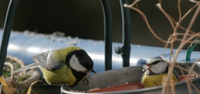 Kohlmeise/ Great Tit and Blaumeise/Blue Tit