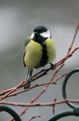 Kohlmeise/ Great Tit